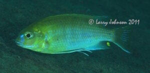 Gephyrochromis moorii 'Narungu'